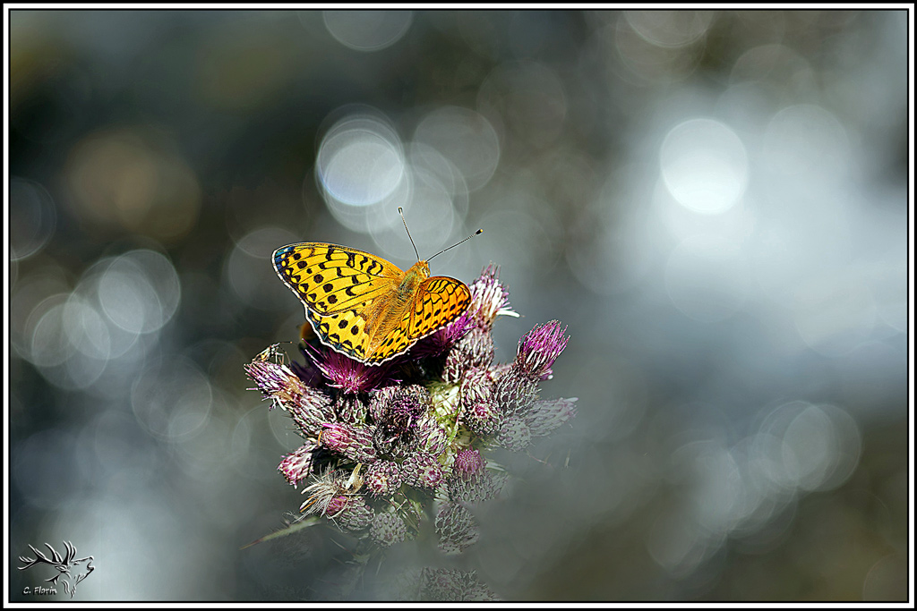 Grand_nacré(Argynnis_aglaja)(4).jpg