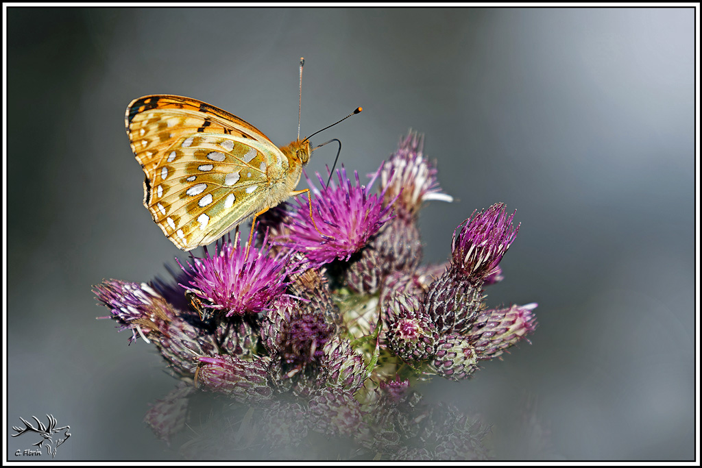 Grand_nacré(Argynnis_aglaja)(6).jpg