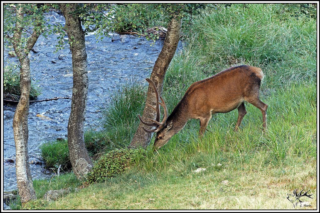 cerf(9626).jpg