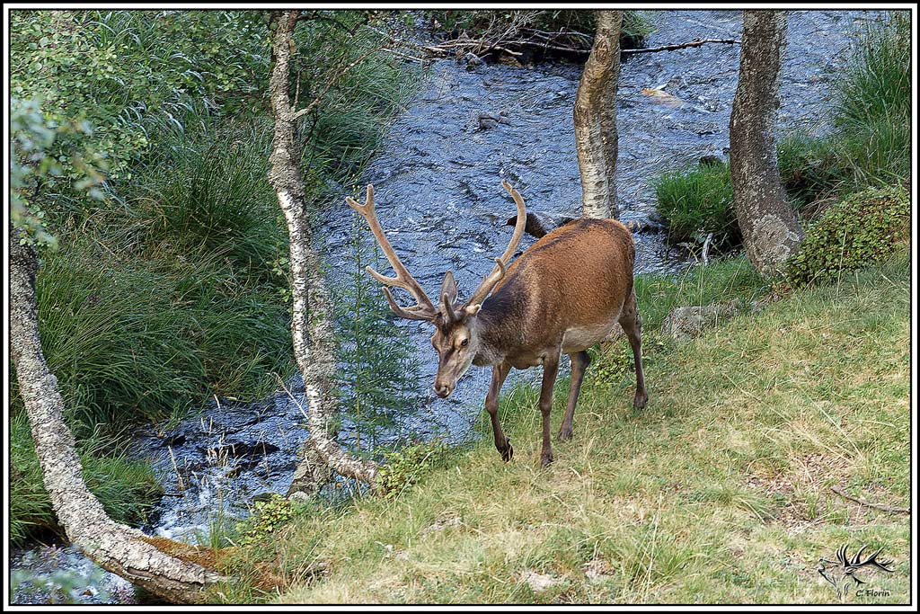 cerf(9633).jpg