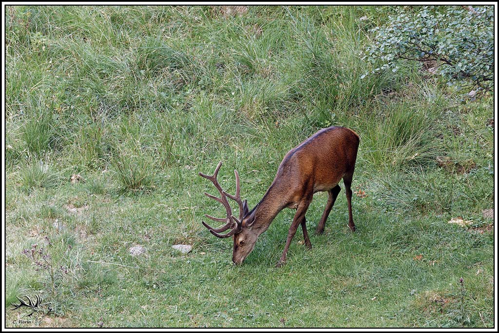 cerf(9631).jpg
