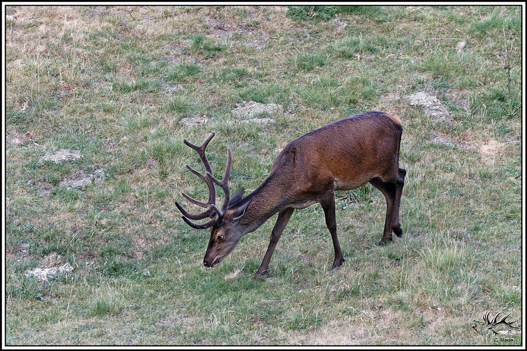 cerf(9643).jpg