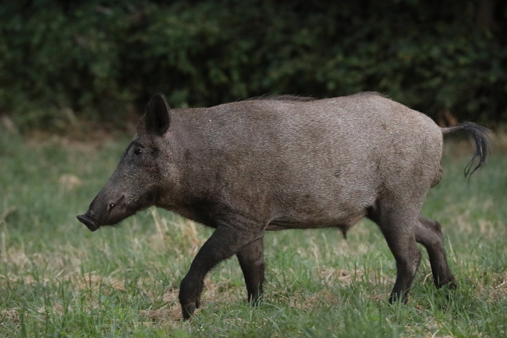 AI9A8828dp.JPG