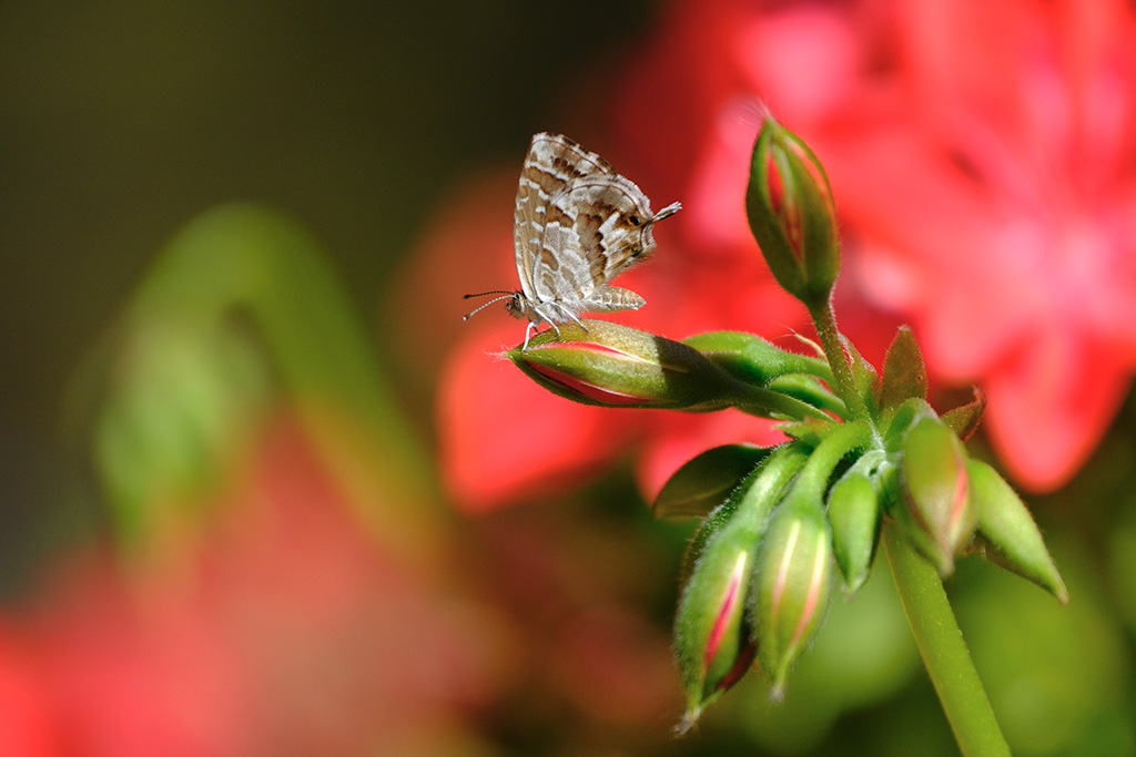 DSCF1065-p.jpg
