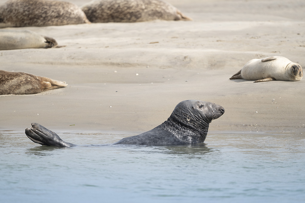 phoque gris berck juin 2026 internet 1.jpg