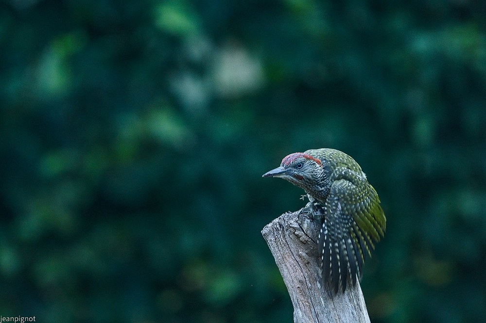 DSC_0769_001DSC_0769.JPG