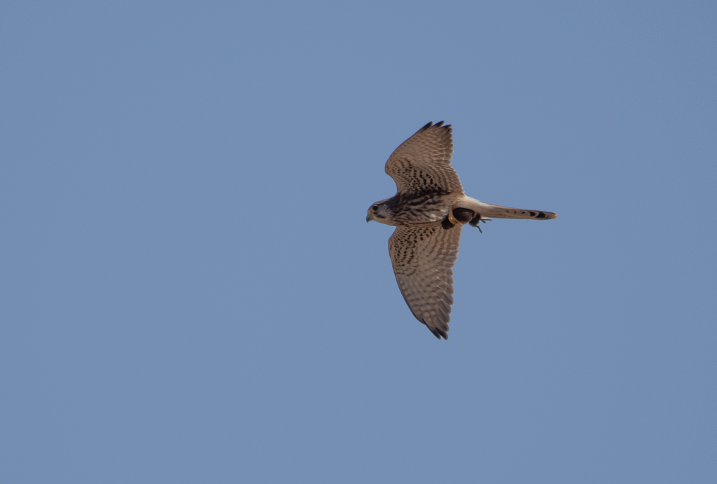 Faucon crécerelle -0-.jpg