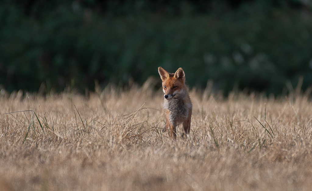 Renard -0- (2).jpg