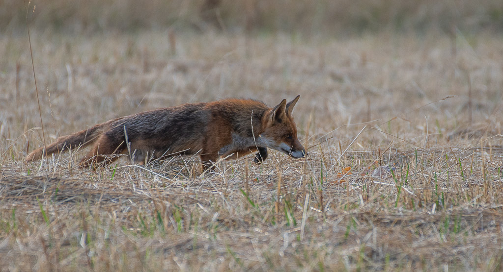 Renard -2-.jpg
