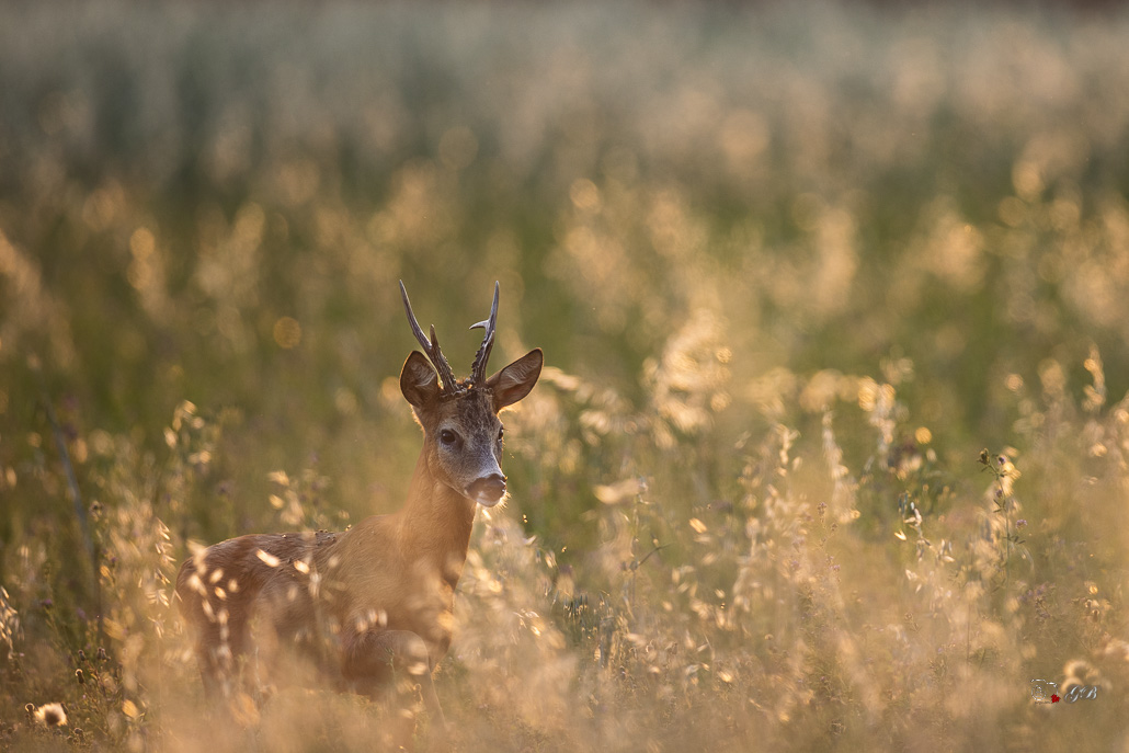 Chevreuil d'Europe (Capreolus capreolus)-1069.jpg