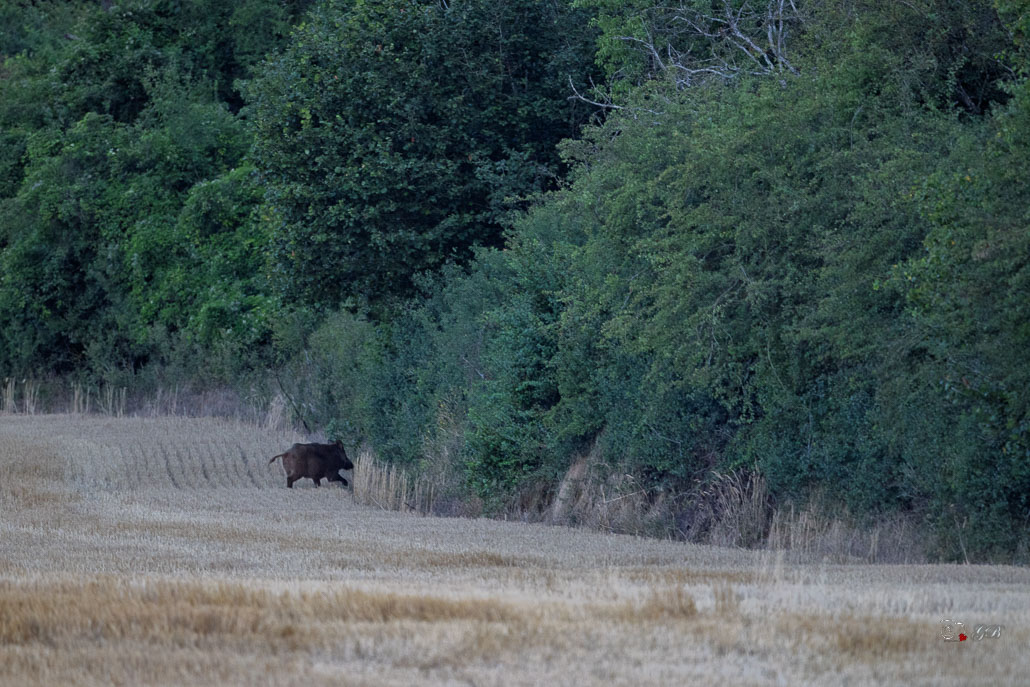 Sanglier (Sus scrofa) Wild boar-187.jpg