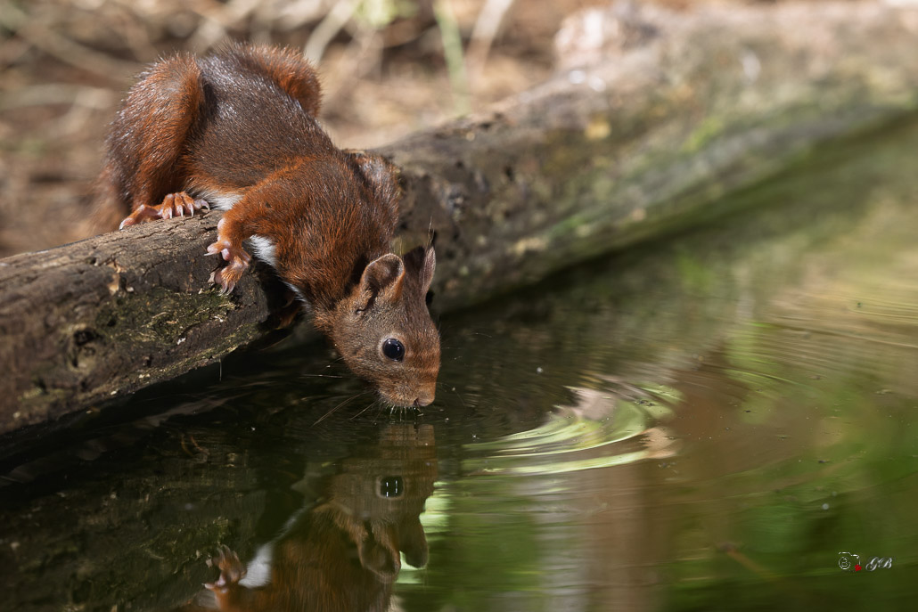 Ecureuil roux (Sciurus vulgaris) Red squirel-572.jpg