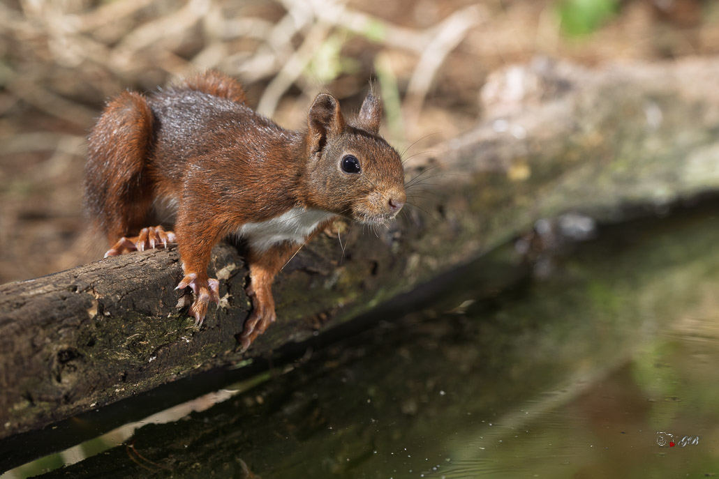 Ecureuil roux (Sciurus vulgaris) Red squirel-573.jpg
