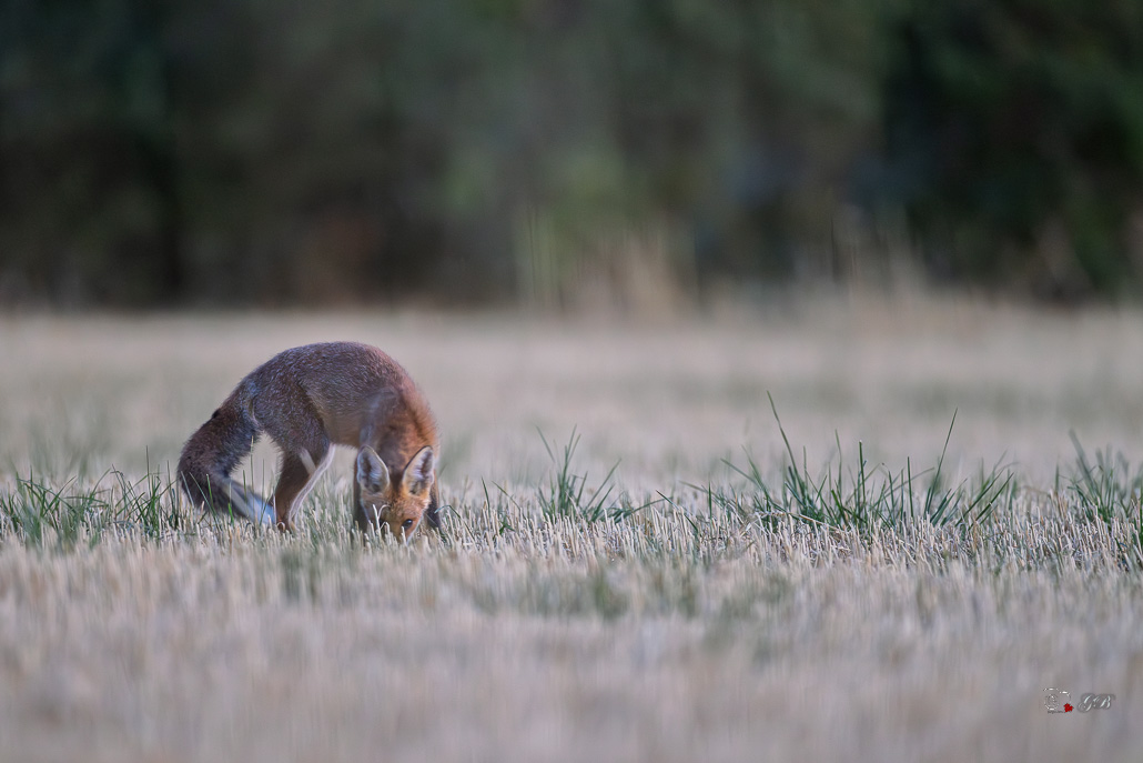 Renard roux (Vulpes vulpes)-red Fox0206.jpg