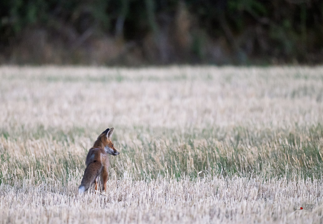 Renard roux (Vulpes vulpes)-red Fox0208.jpg