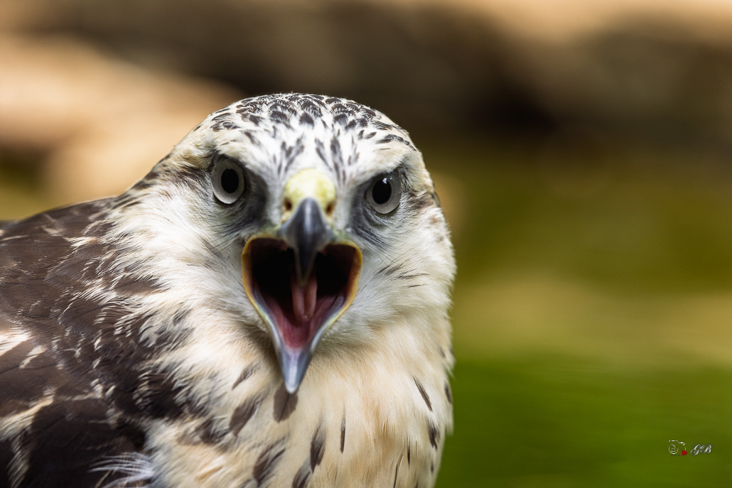 Buse variable (Buteo buteo) Common buzzard-516.jpg