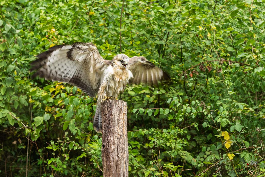 Buse variable (Buteo buteo) Common buzzard-476.jpg
