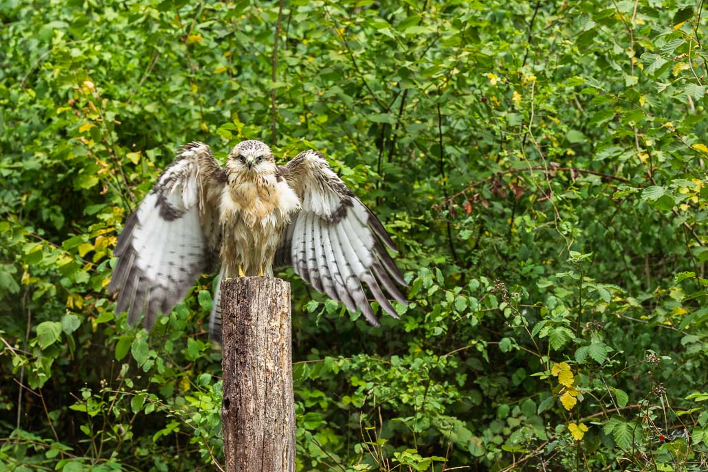 Buse variable (Buteo buteo) Common buzzard-479.jpg