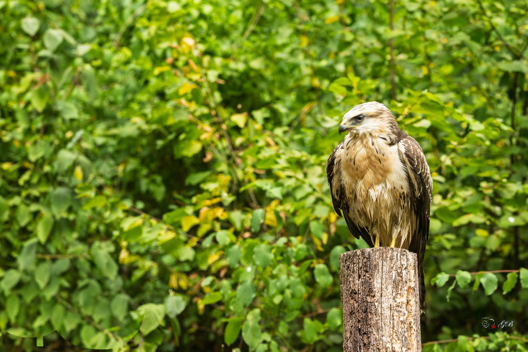Buse variable (Buteo buteo) Common buzzard-481.jpg