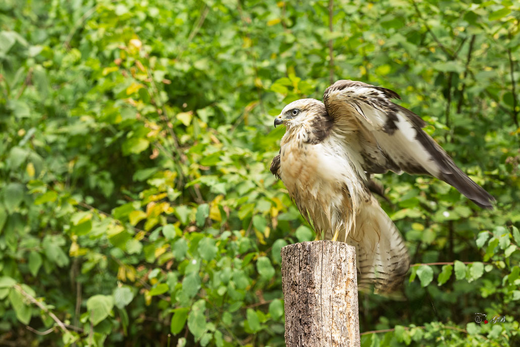 Buse variable (Buteo buteo) Common buzzard-482.jpg