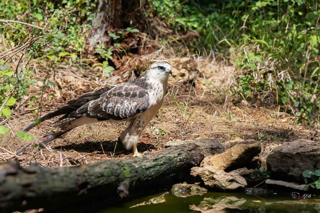 Buse variable (Buteo buteo) Common buzzard-488.jpg