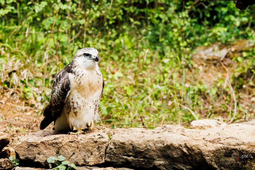 Buse variable (Buteo buteo) Common buzzard-501.jpg