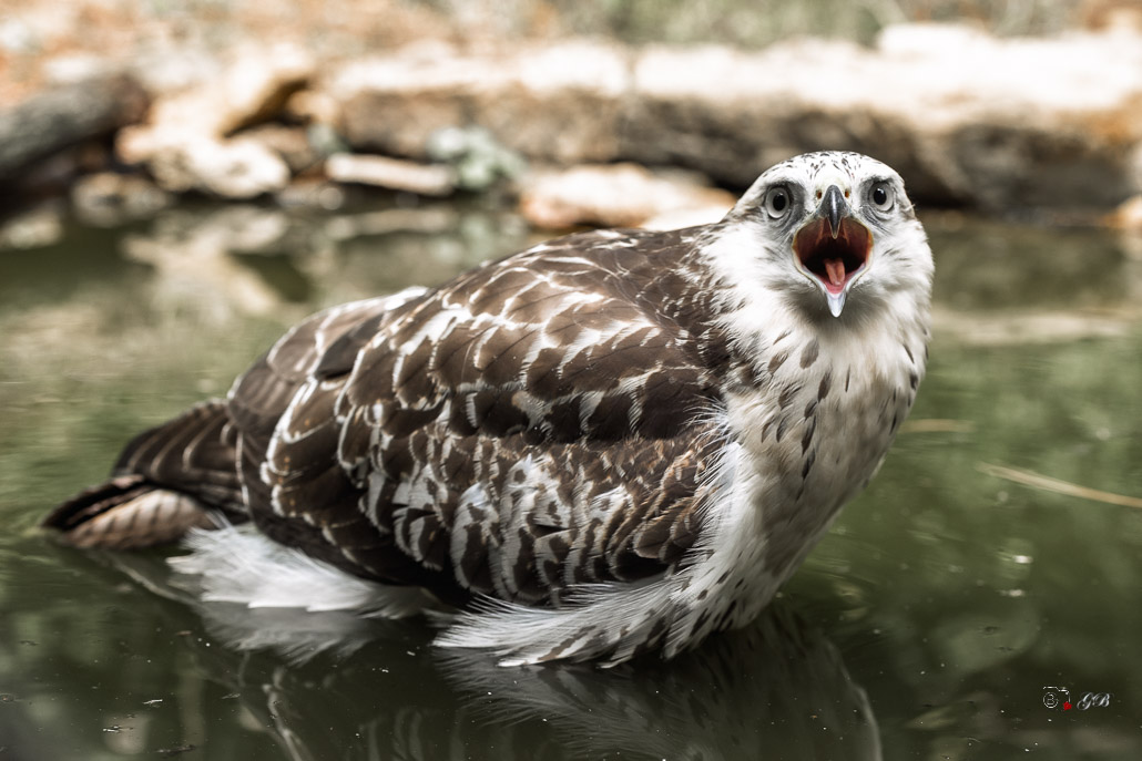 Buse variable (Buteo buteo) Common buzzard-510.jpg