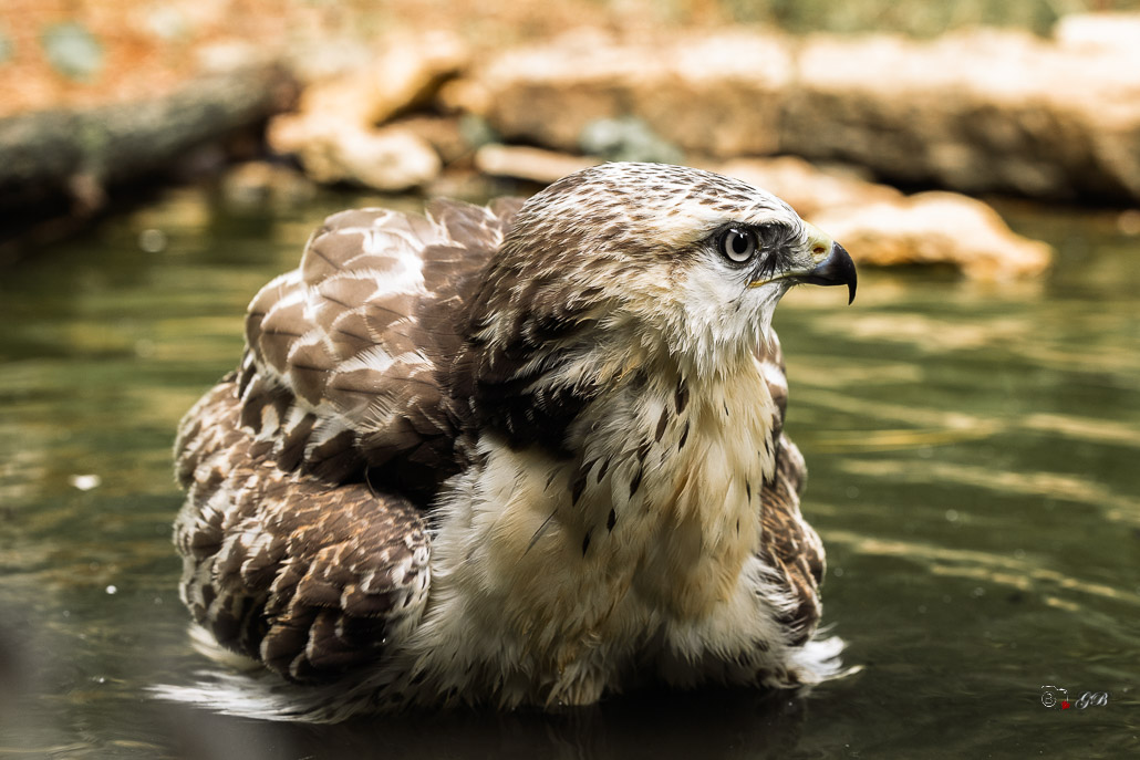 Buse variable (Buteo buteo) Common buzzard-520.jpg