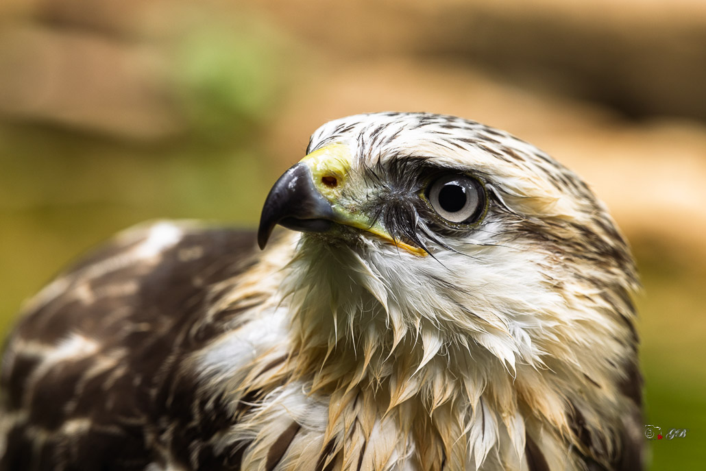 Buse variable (Buteo buteo) Common buzzard-542.jpg