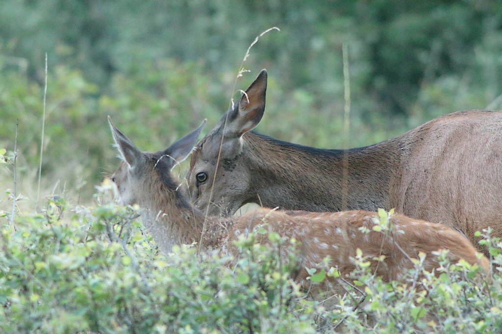 biche et faon.JPG