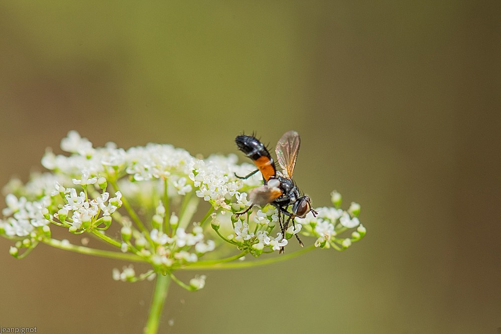 N1 espéce de mouche.JPG