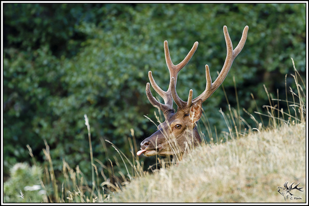 cerf(9649).jpg
