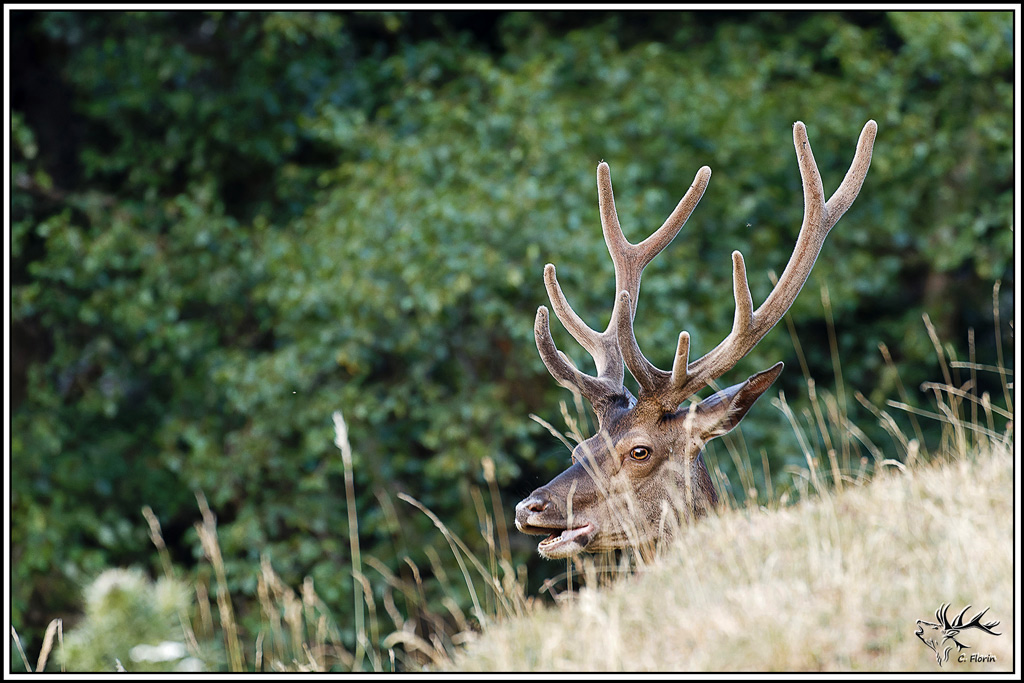 cerf(9651).jpg