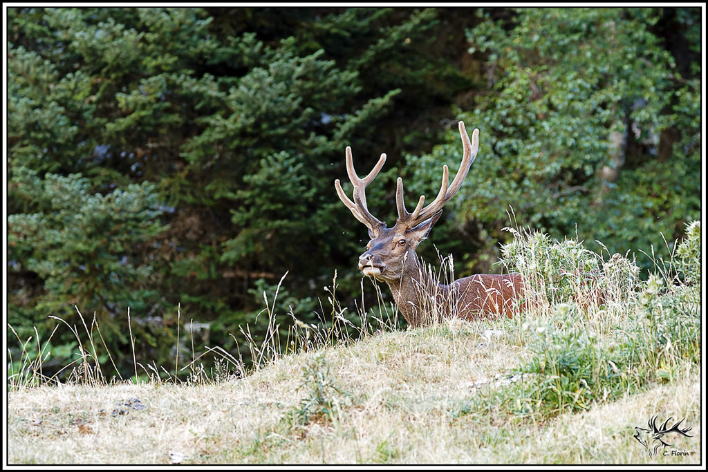 cerf(9652).jpg