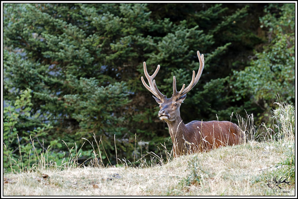 cerf(9653).jpg