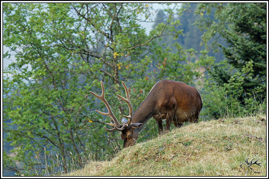 cerf(9657).jpg