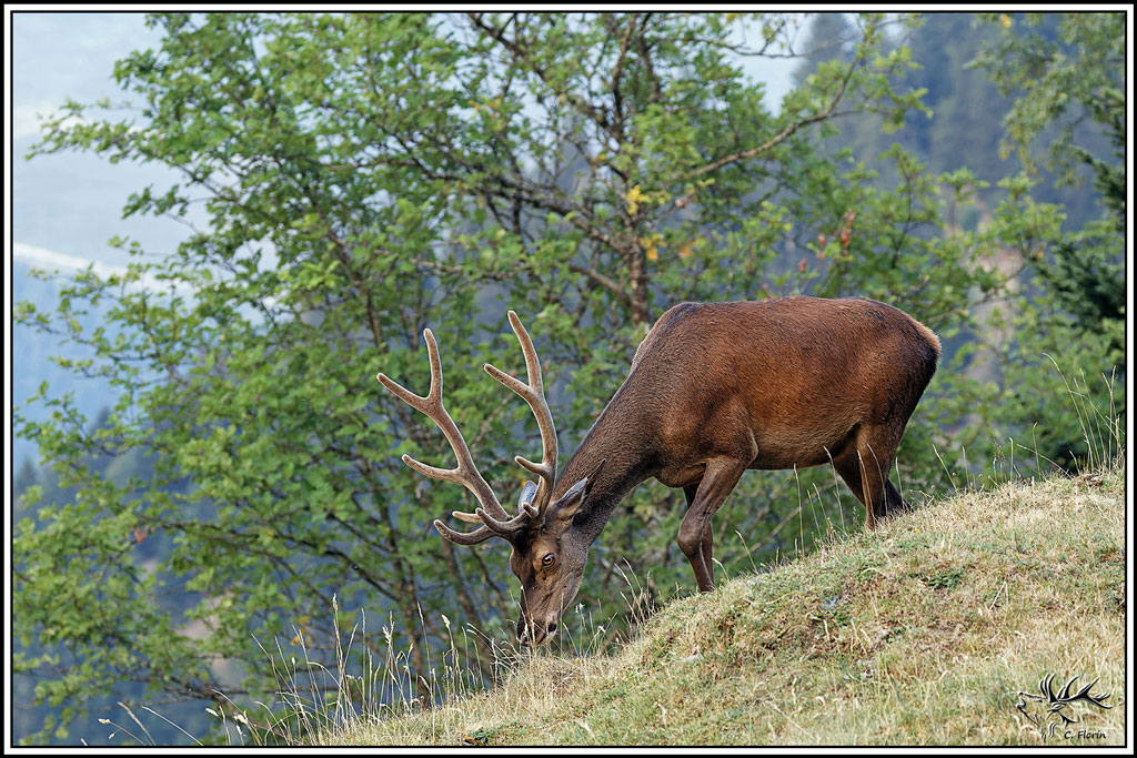 cerf(9658).jpg