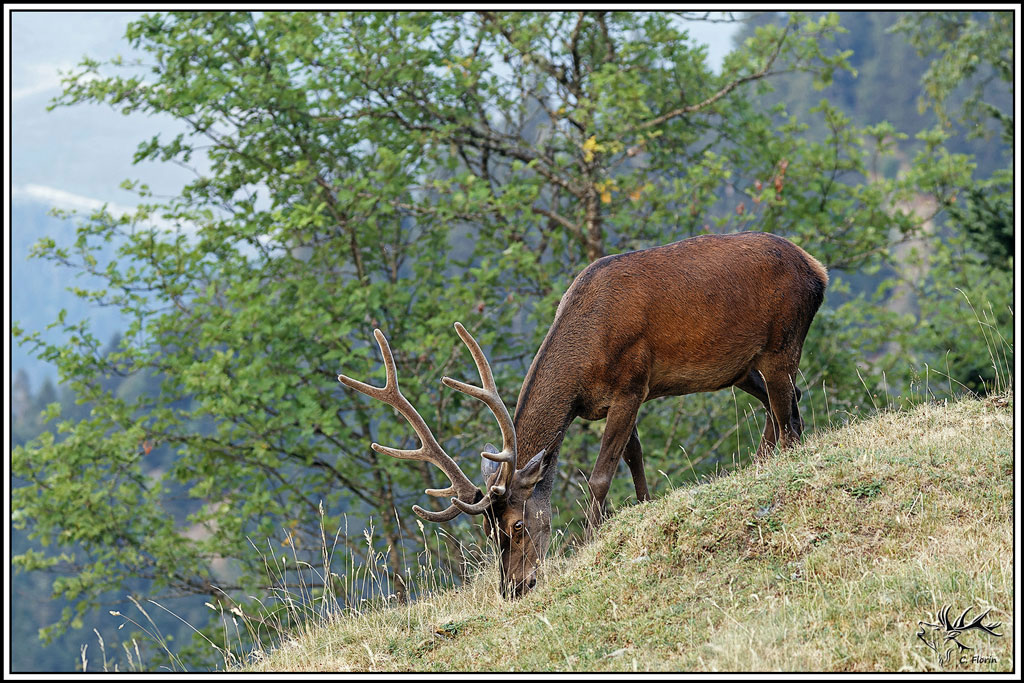 cerf(9661).jpg