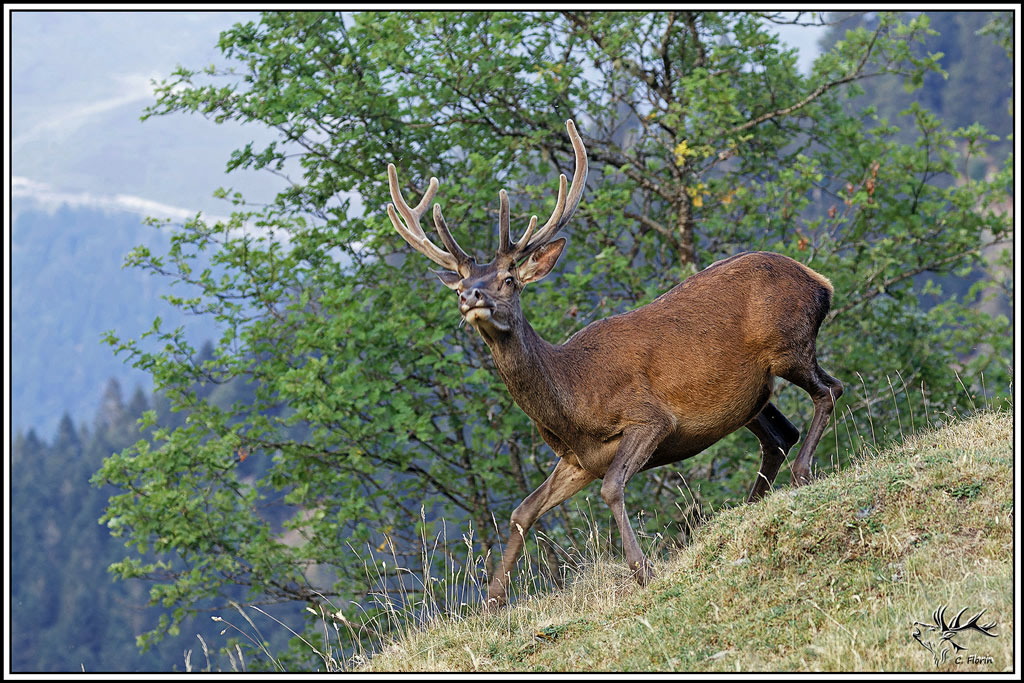 cerf(9664).jpg
