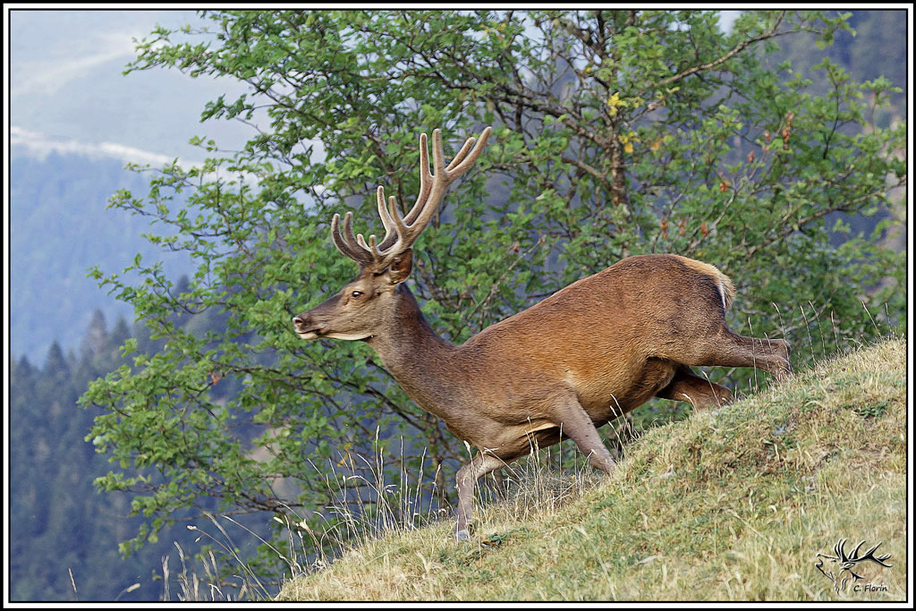 cerf(9665).jpg