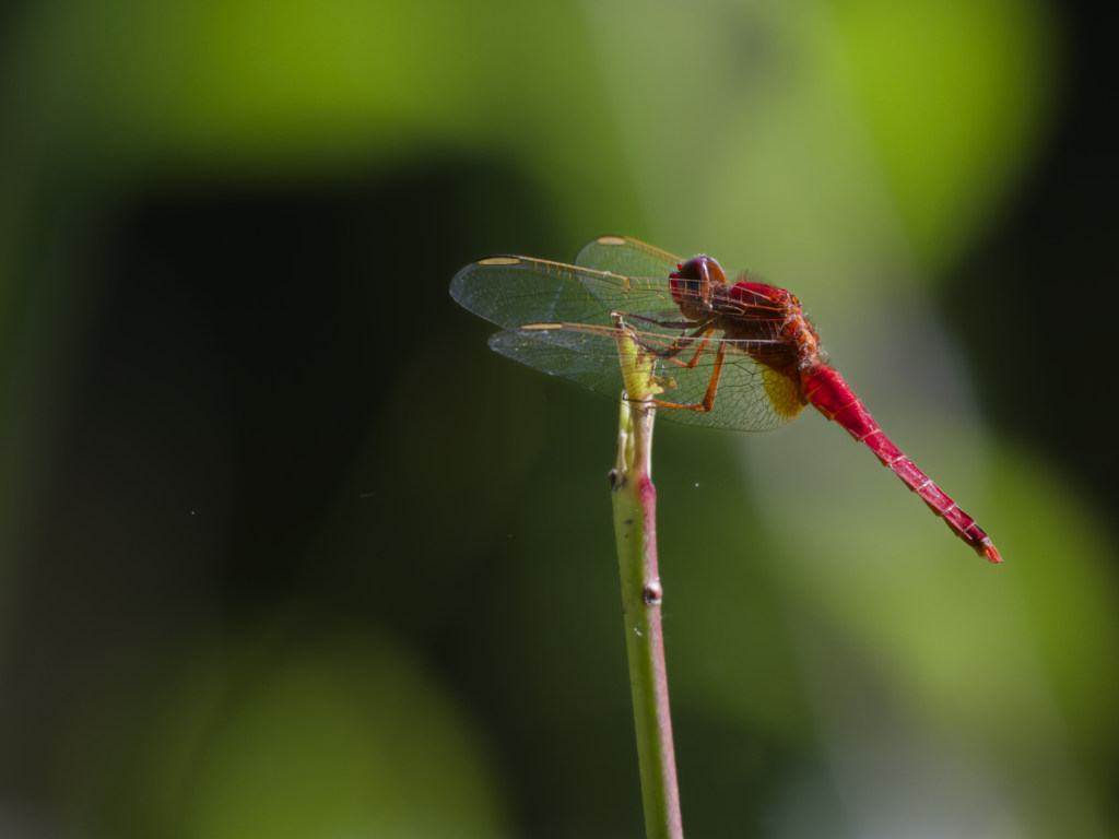 Crocothemis 13.jpg