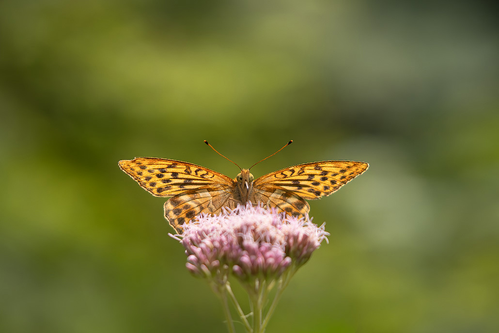 P7210165-2.jpg