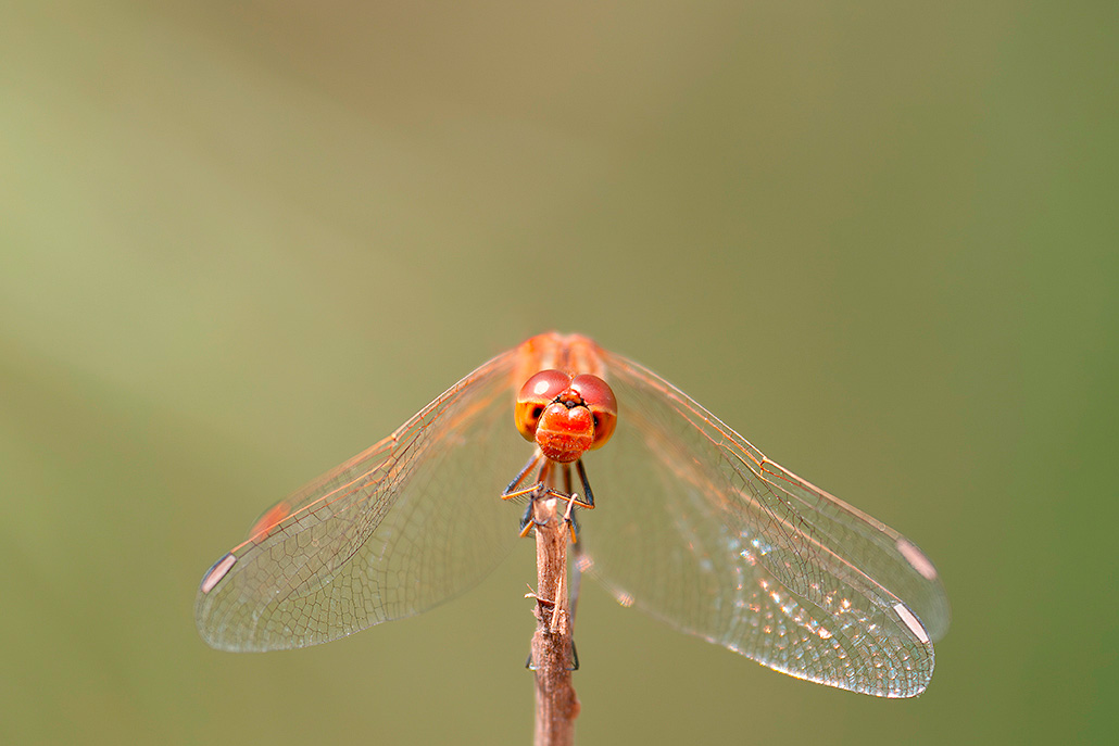 Sympetrum-1.jpg