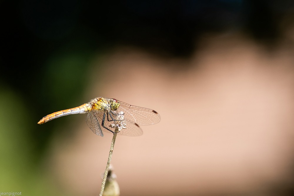 N11 sympetrum.JPG