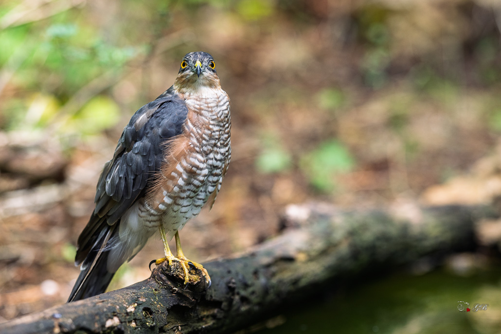 Epervier d'Europe (Accipiter nisus) Eurasian Sparrowhawk-117.jpg