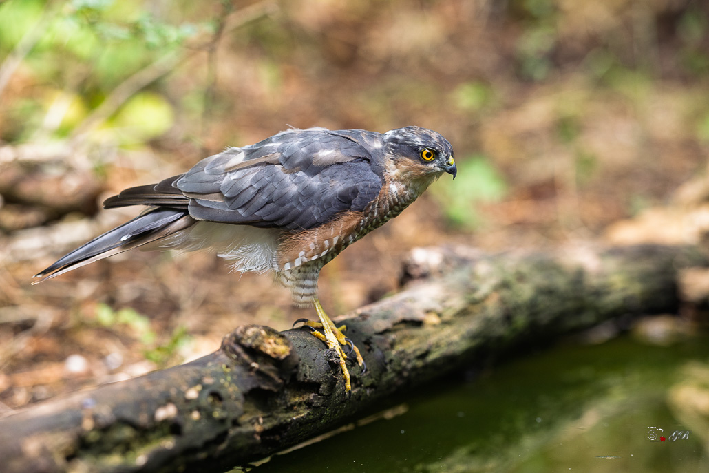 Epervier d'Europe (Accipiter nisus) Eurasian Sparrowhawk-120.jpg