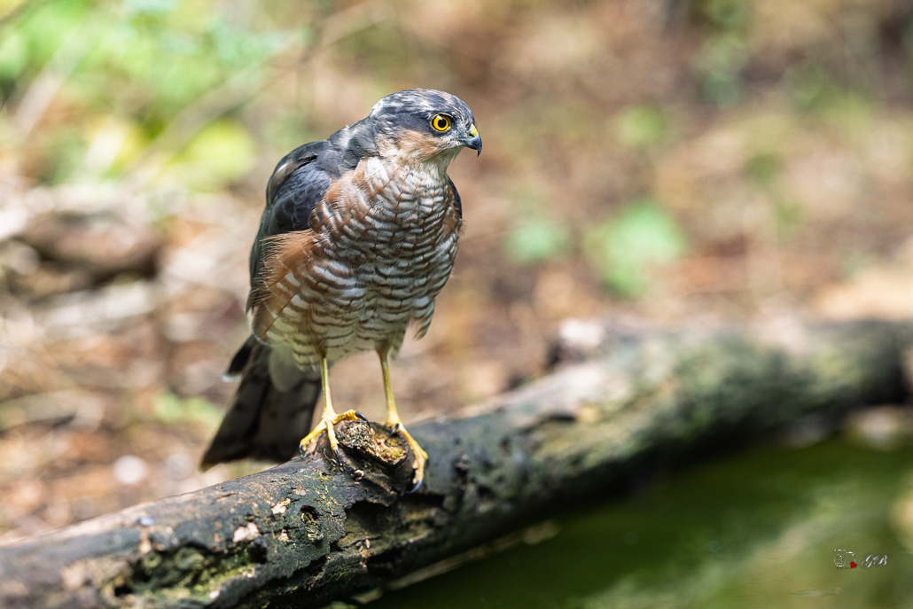 Epervier d'Europe (Accipiter nisus) Eurasian Sparrowhawk-121.jpg