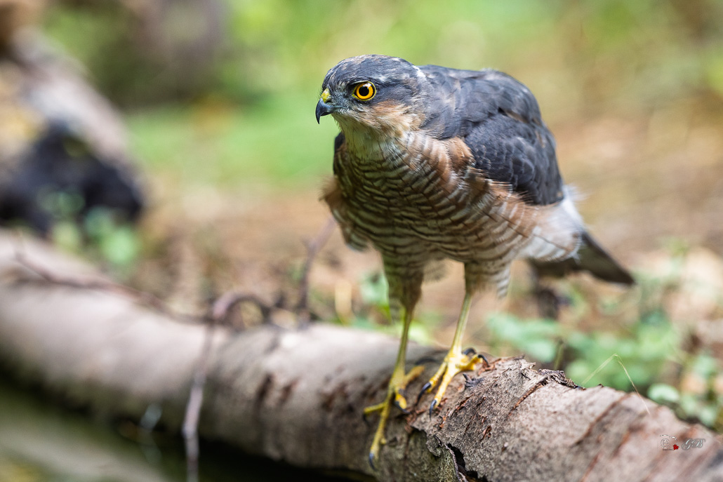 Epervier d'Europe (Accipiter nisus) Eurasian Sparrowhawk-123.jpg