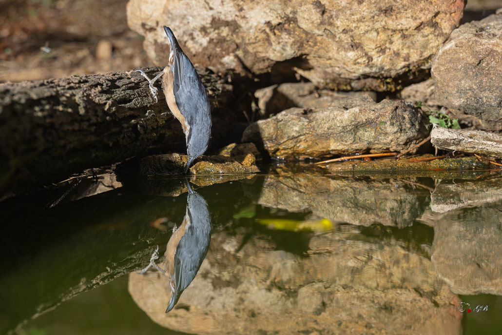 Sitelle Torchepot (Sitta europaea) Wood Nuthatch or Eurasian Nuthatch-321.jpg