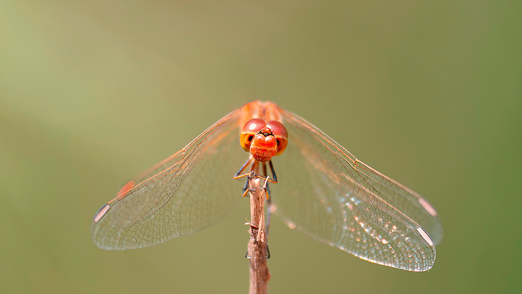 Sympetrum-1.jpg